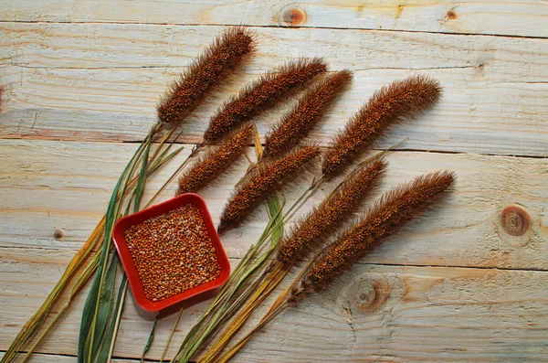 Yellow seeds of Italian millet. — Stock Photo, Image