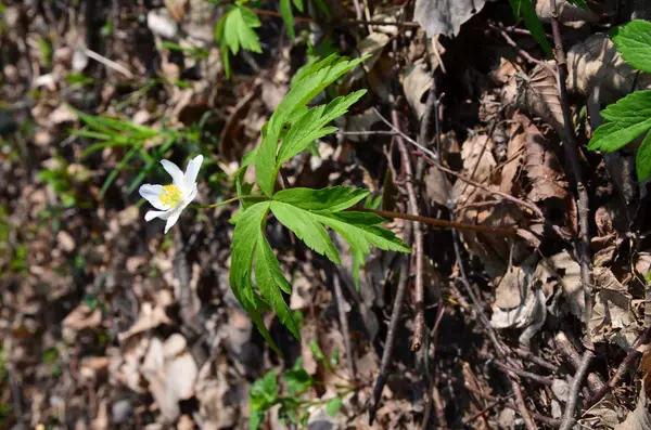 Anémona nemorosa floreciendo — Foto de Stock