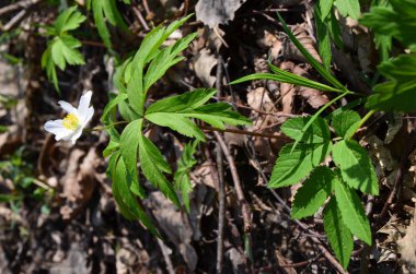 Anemone nemorosa çiçek açıyor