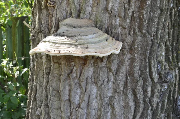 Fomes fomentarius, alevli mantar. — Stok fotoğraf