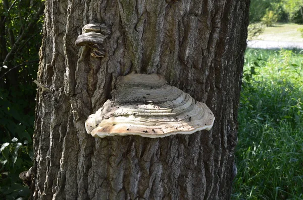 Fomes fomentarius, le champignon amadou — Photo