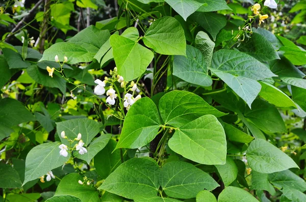 Květiny a listy fazolí (Phaseolus vulgaris) na poli. — Stock fotografie