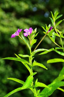 Kırmızı çiçekli ilaç bitkisi.