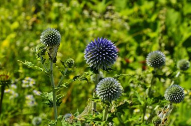 Globe Thistle Thornbush çiçek Başkanı