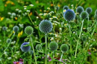 Globe Thistle Thornbush çiçek Başkanı