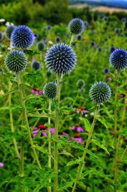 Globe Thistle Thornbush çiçek Başkanı