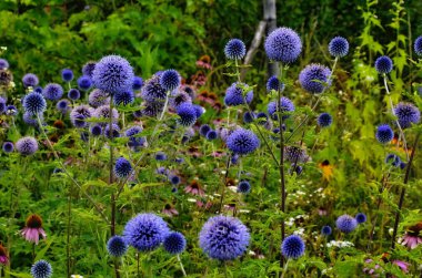 Globe Thistle Thornbush çiçek Başkanı