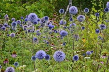 Globe Thistle Thornbush çiçek Başkanı