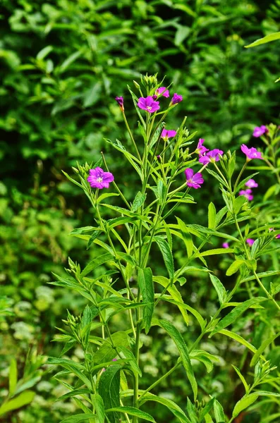 Planta medicinal com flores vermelhas . — Fotografia de Stock