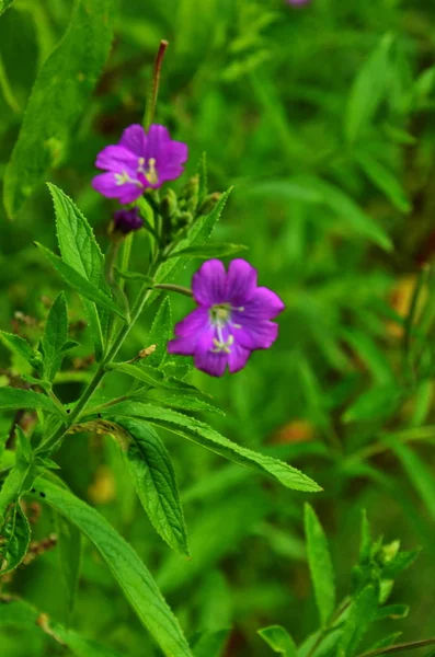 Planta medicinal com flores vermelhas . — Fotografia de Stock