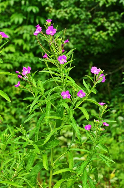 Pianta medicinale con fiori rossi . — Foto Stock