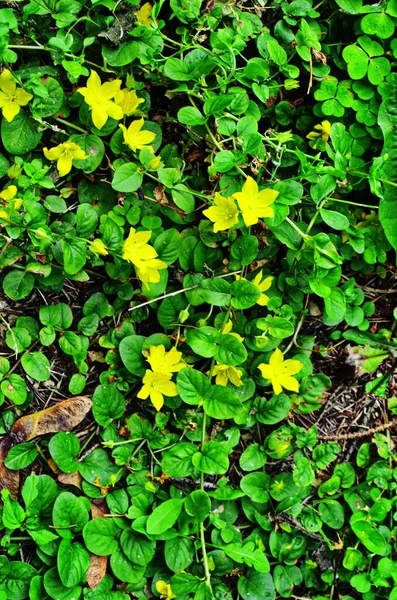 Lysimachia nummularia Aurea w ogrodzie w cieniu — Zdjęcie stockowe