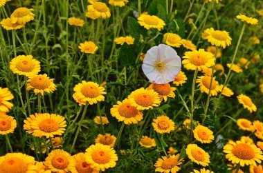 Cota tinctoria bitkilerinin sarı çiçekleri