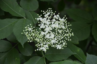 Siyah yaşlılar bahçede çiçek açar.