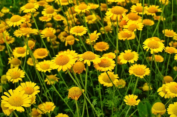 Flores amarelas de plantas Cota tinctoria — Fotografia de Stock
