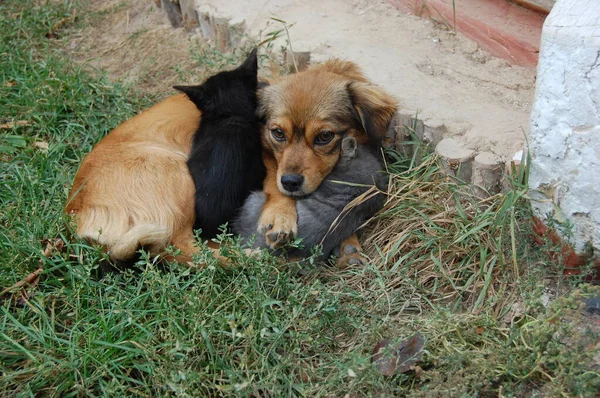 Perro y gato descansando juntos. Perro y gatito amigos —  Fotos de Stock