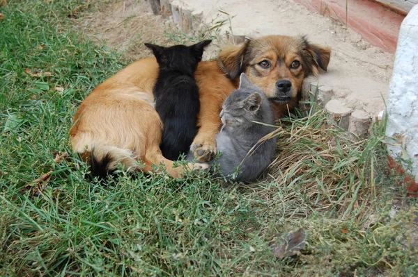 Pes a kočka odpočívají spolu. Pes a kočička přátelé — Stock fotografie