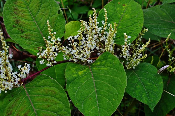 Reynoutria Bohemian (Reynoutria japonica Houtt). Reynoutria sachalinensis. — Φωτογραφία Αρχείου