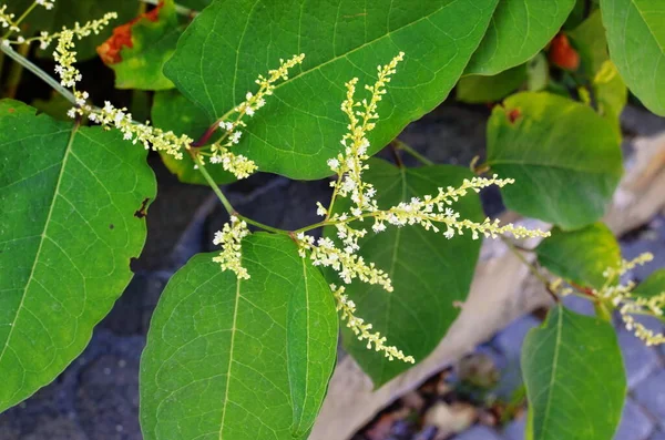 Reynutriya Bohemian (Reynoutria japonica Houtt). Reynoutria sachalinensis. — Stock Photo, Image