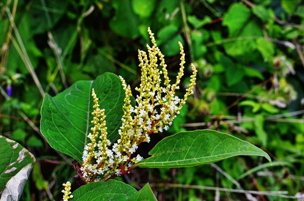 Reynutriya Bohemian (Reynoutria japonica Houtt). Reynoutria sachalinensis. — Stock Fotó