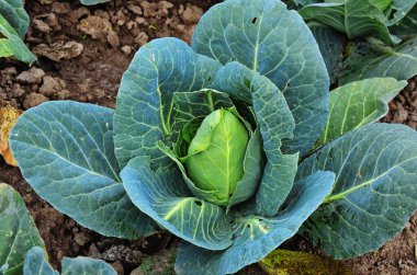 Lahana - Brassica oleracea L. var. kapitata L.