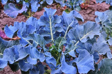 Lahana - Brassica oleracea L. var. kapitata L.