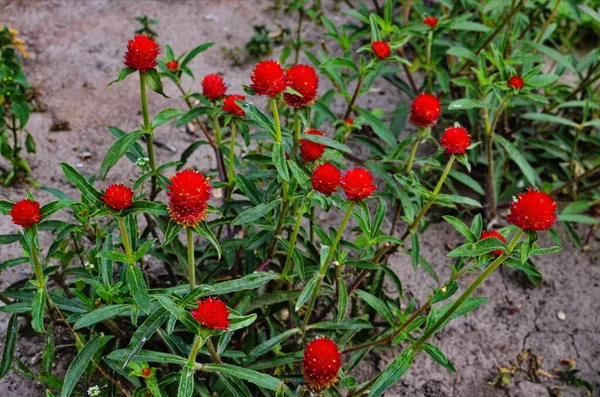 vadamalli colour blouse