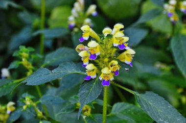 Galeopsis tetrahit çiçekleri, yakın plan