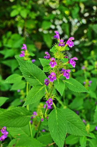 Hampa nässlor (Galeopsis ladanum) — Stockfoto