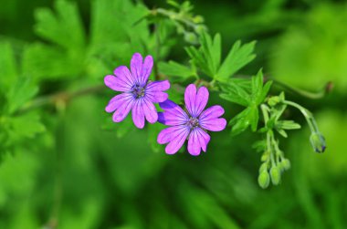 Ahşap cranesbill, ormanlık Sardunya, Sardunya sylvaticum. Orman Sardunya.