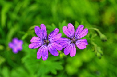 Ahşap cranesbill, ormanlık Sardunya, Sardunya sylvaticum. Orman Sardunya.