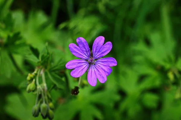 Drewno Cranesbill, leśny geranium, geranium sylvaticum. Geranium leśny. — Zdjęcie stockowe