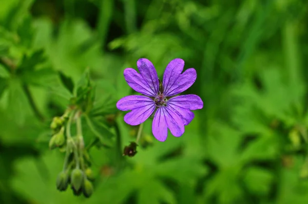 Erdei geránium-Cranesbill, Geranium sylvaticum. Muskátli. — Stock Fotó