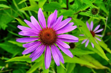 Echinacea purpurea maxima Bahçe