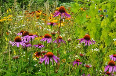 Echinacea purpurea maxima Bahçe