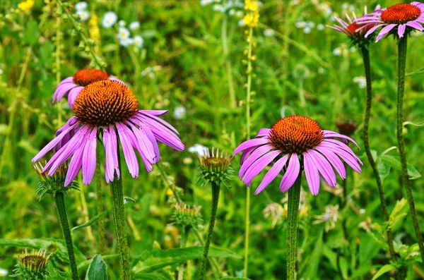 Echinacea Purpurea Maxima em um jardim — Fotografia de Stock