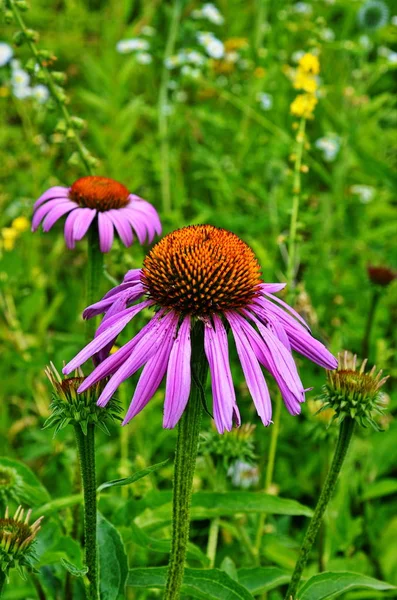 Echinacea purpurea maxima v zahradě — Stock fotografie