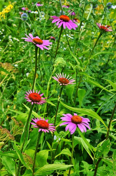 Echinacea purpurea maxima im Garten — Stockfoto