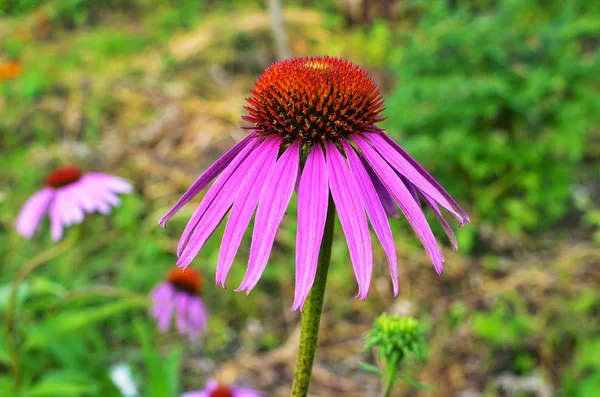 Echinacea purpurea maxima im Garten — Stockfoto