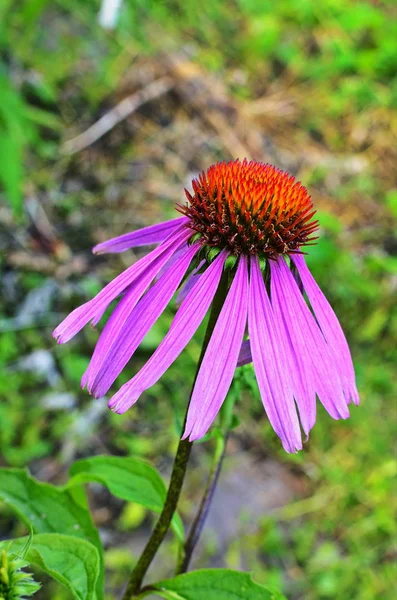 Echinacea purpurea maxima σε έναν κήπο — Φωτογραφία Αρχείου