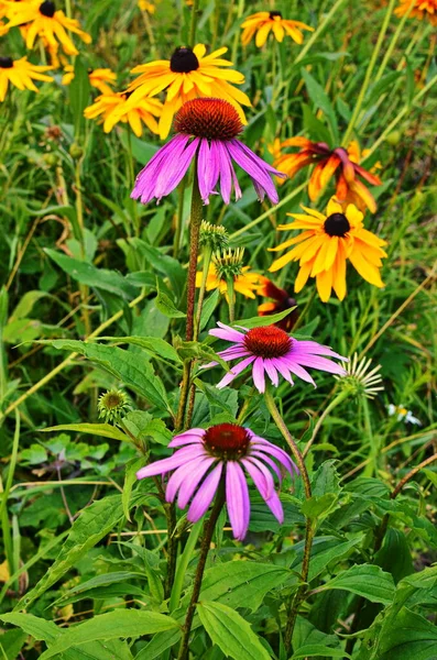 Echinacea purpurea maxima σε έναν κήπο — Φωτογραφία Αρχείου