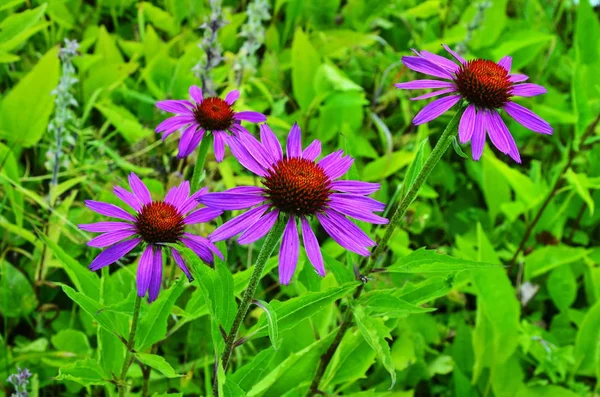 Ехінацея пурпурова Максима в саду — стокове фото