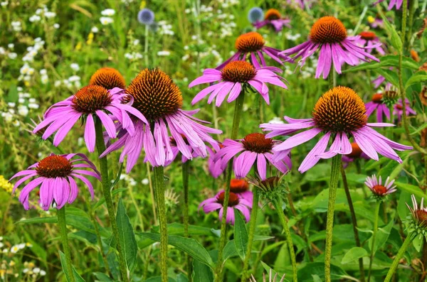 Echinacea purpurea maxima σε έναν κήπο — Φωτογραφία Αρχείου