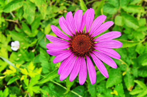 Echinacea Purpurea Maxima in a garden