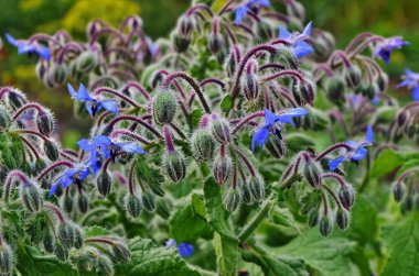 Borago salata için kokulu bir çim.