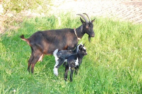 Las cabras son rozadas en un prado verde  . —  Fotos de Stock