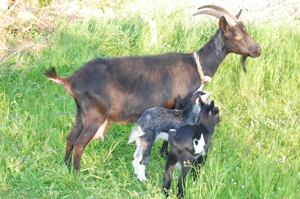 Las cabras son rozadas en un prado verde  . —  Fotos de Stock