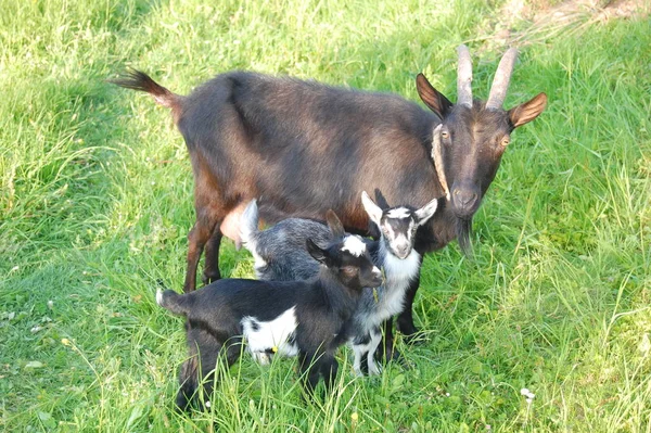 Las cabras son rozadas en un prado verde  . —  Fotos de Stock