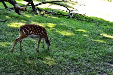 Geyik kafeste ve yemek bekliyor.