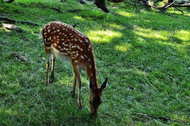 Geyik kafeste ve yemek bekliyor.